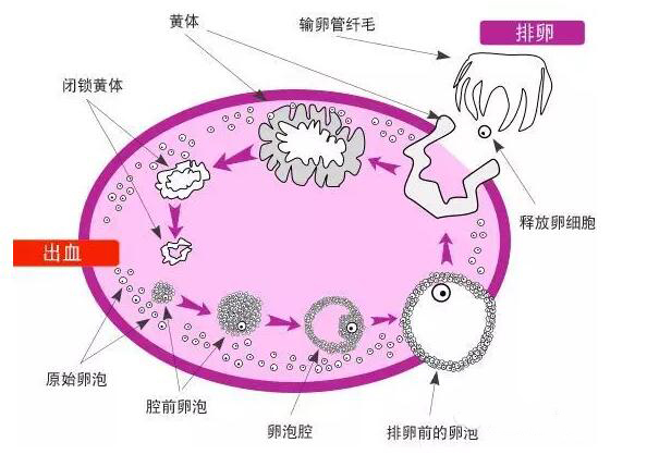 如何正確理解黃體破裂，黃體破裂的正確理解方式