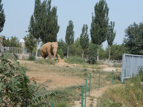 石家莊動物園一日游攻略，石家莊動物園一日游攻略詳解