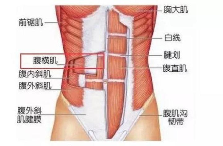 鍛煉腹肌的方法圖解，腹肌鍛煉全圖解，輕松打造完美腹部線條