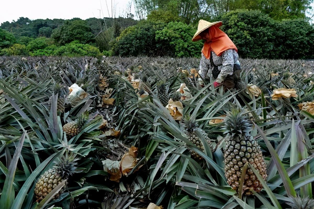 最近臺灣和大陸發(fā)生了什么？，臺灣與大陸最新動態(tài)，時事熱點解析