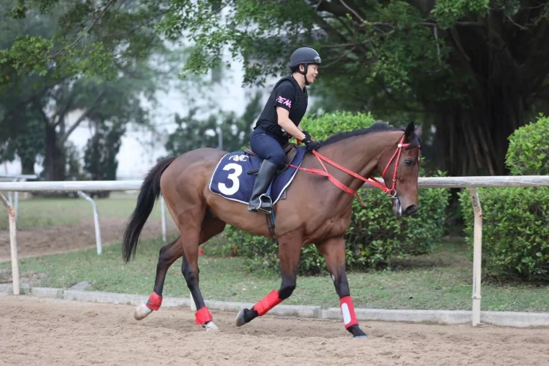 澳門賽馬會，歷史、文化與激情的交融，澳門賽馬會，歷史、文化與激情的盛會