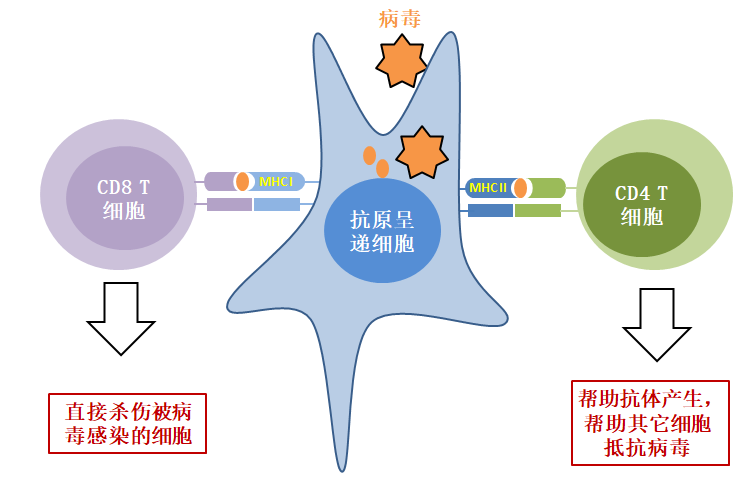 對(duì)病毒有阻隔作用的防護(hù)力量，從微觀到宏觀的全方位解析，全方位解析，從微觀到宏觀的病毒阻隔防護(hù)力量