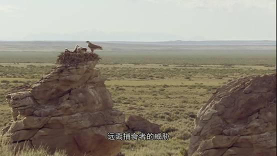 全球鷹與捕食者，天空中的觀察者與獵手，全球鷹與捕食者，天空中的觀察者與獵手對決