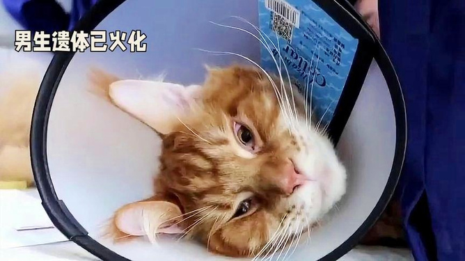 胖貓?zhí)录钚孪?，胖貓?zhí)录钚逻M展報道