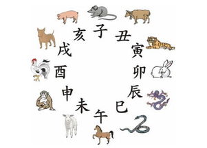 今天是什么生肖日，今日生肖運勢揭秘，揭秘今日生肖運勢特點