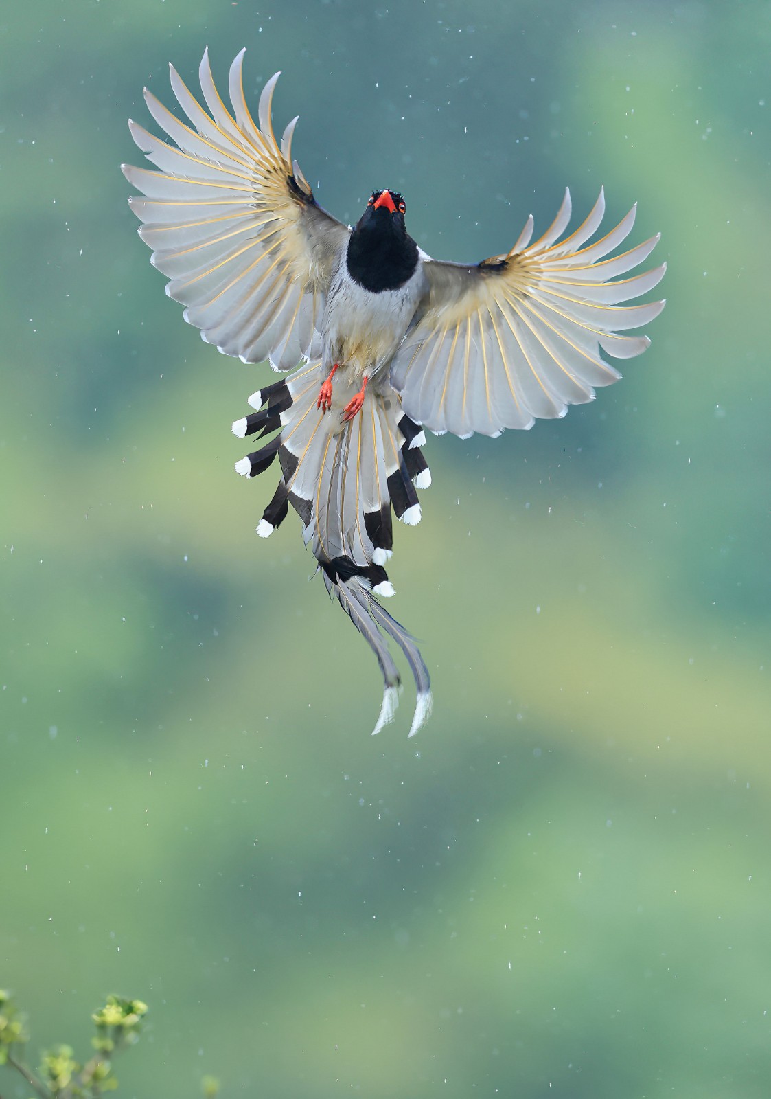 中華媒鳥(niǎo)論壇關(guān)閉了，回顧與反思，中華媒鳥(niǎo)論壇關(guān)閉，回顧與反思