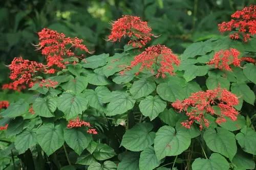 狀元紅資料免費(fèi)大全，探索與啟示，狀元紅資料免費(fèi)大全，探索與啟示之旅