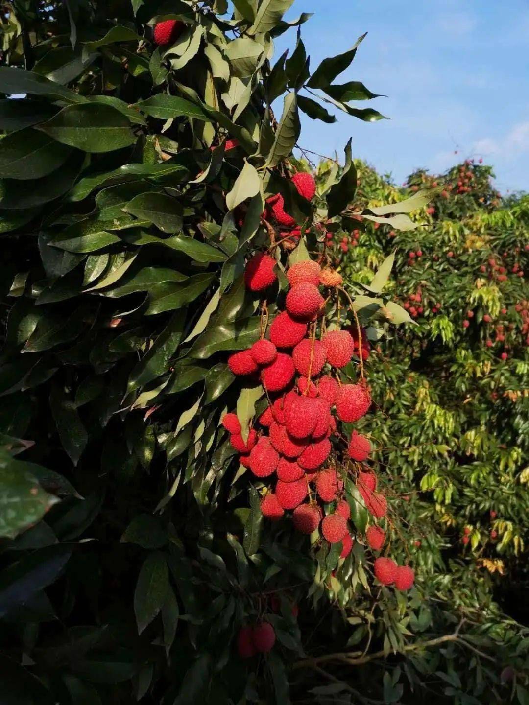 狀元紅資料免費(fèi)大全，探索與共享知識(shí)的海洋，狀元紅資料大全，探索與共享知識(shí)的海洋免費(fèi)版