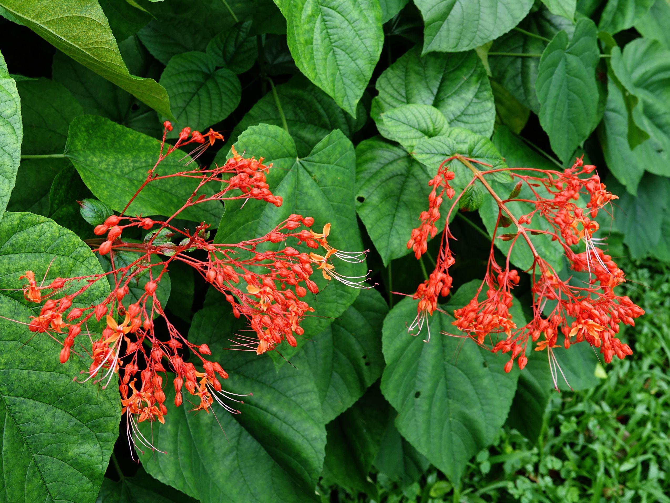 狀元紅資料