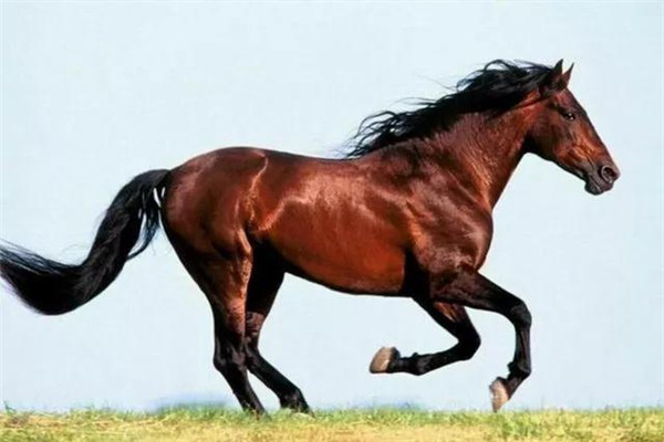 關(guān)于澳門特馬四不像的探討與解析，澳門特馬四不像深度探討與解析