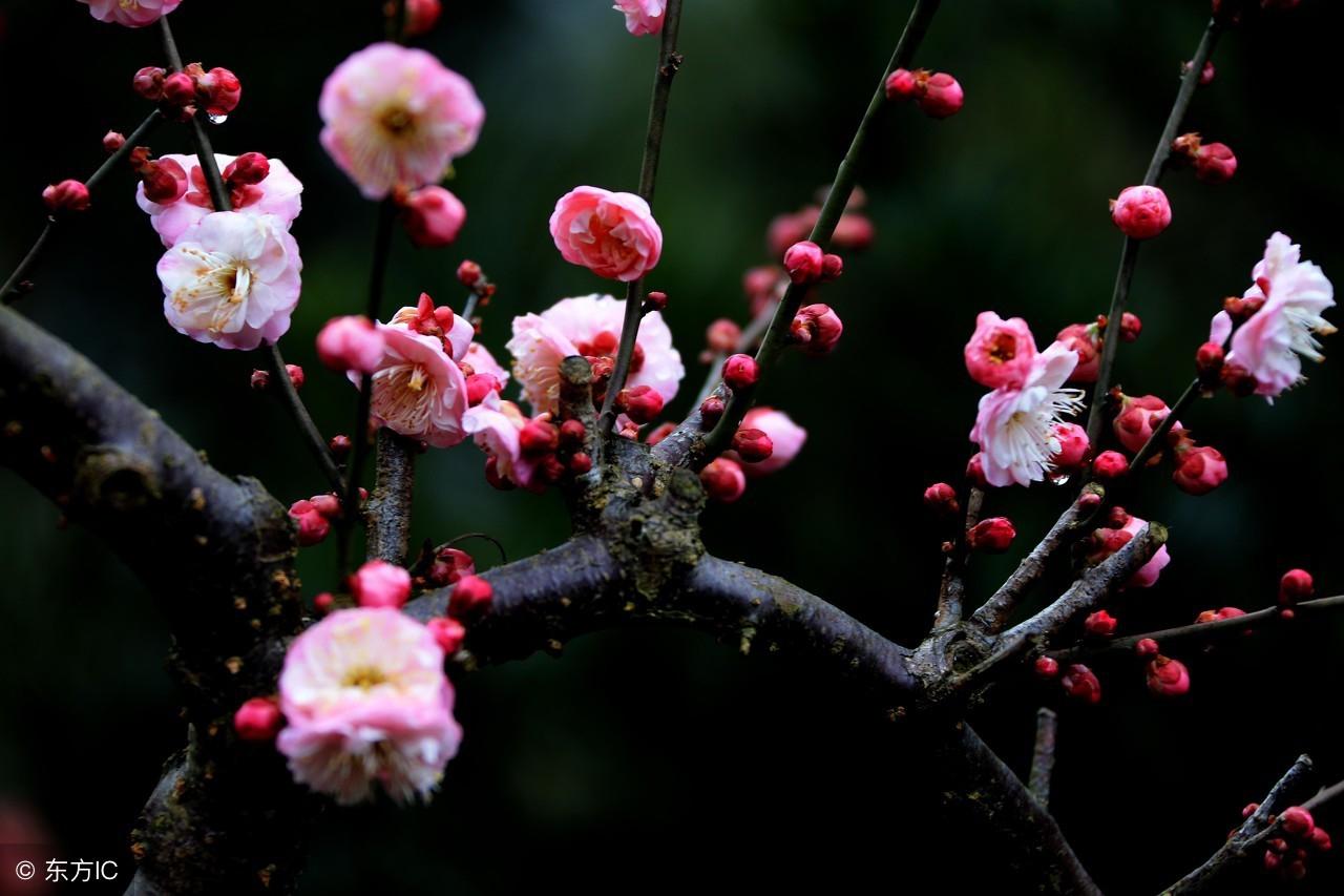 梅花梅花滿天下，國民黨國歌的歷史與意義，國民黨國歌的歷史與意義，梅花梅花滿天下